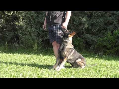 Bart ze Stříbrného kamene