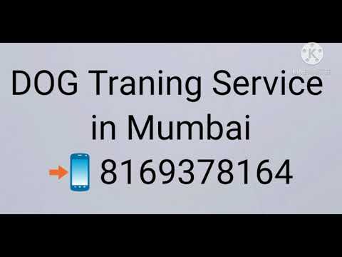 Dog training services