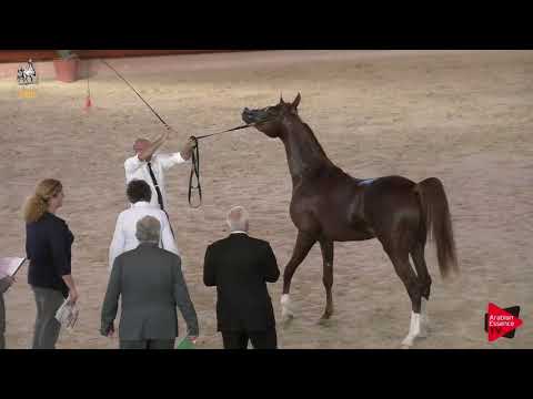 N 69 AMANI MONISCIONE   Italian Nationals 2019   2 Years Old Colts Class 5