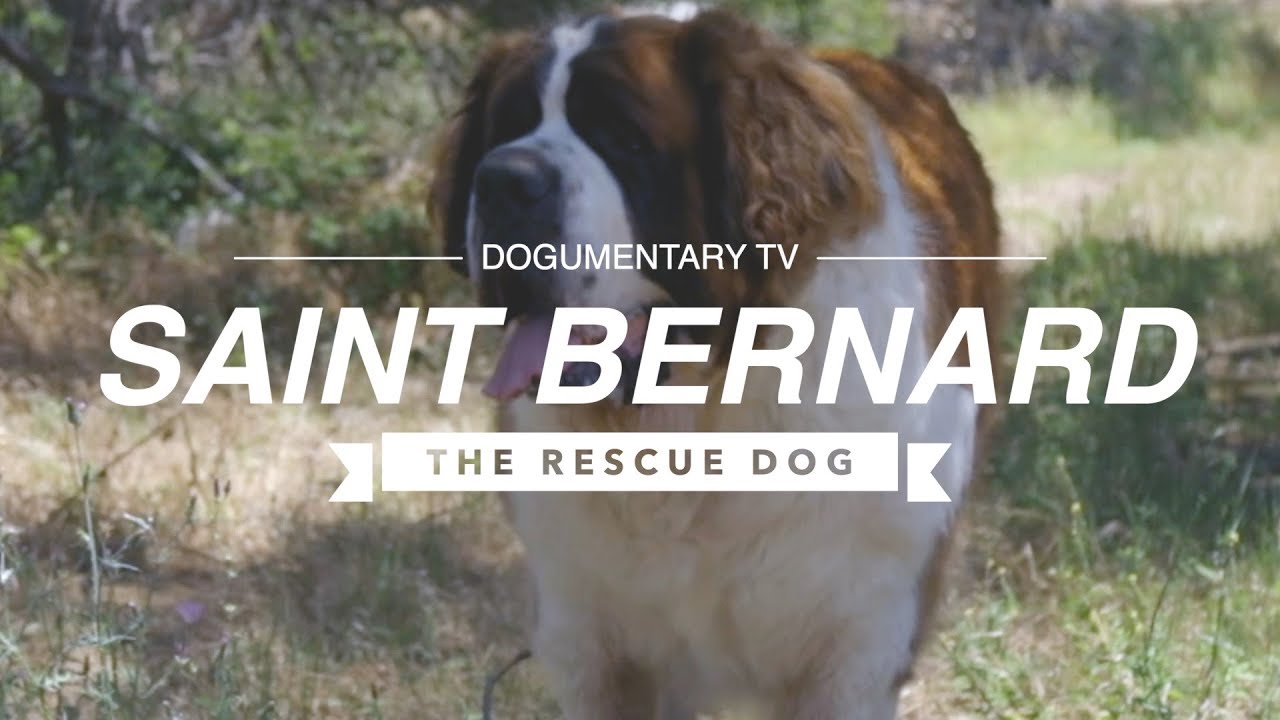 YouTube video preview