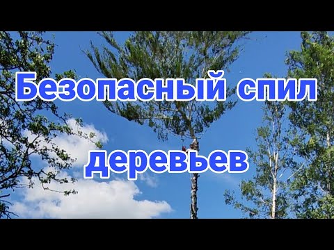 фото удаление, валка, спил обрезка дерева копыль 0