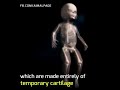Babies bone development animated video