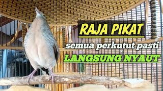 Download lagu perkutut lokal gacor RAJA PIKAT ini ahlinya bikin burung perkutut gacor nyaut seketika mp3