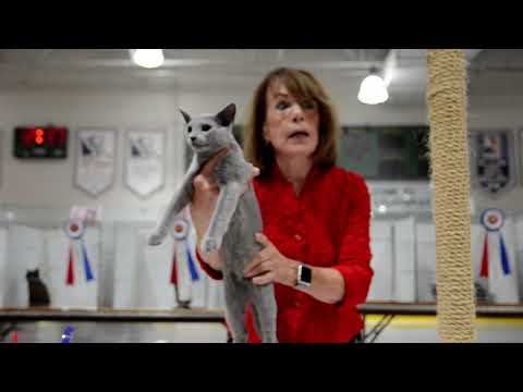 Emerald Snow King David the Best Kitten by Diana Doernberg