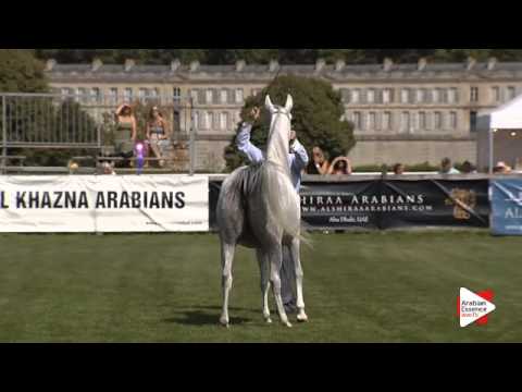 N.30 WALIYYA - Chantilly 2015 AWC - Mares 4 to 6 years old (Class 4)