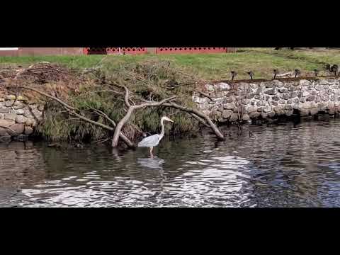Sandhill crane catching a fish (bird catches fish)