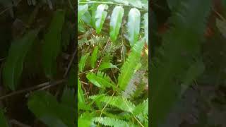 Download lagu ciri ciri sarang burung merbah belukar anakan merbah belukar umur 2hari mp3