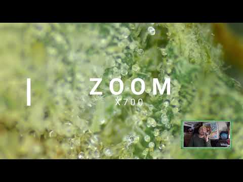 #ExoticGenetix 🧬 - Kimbo Kush  #ZOOM X200-X700  🔬🌱