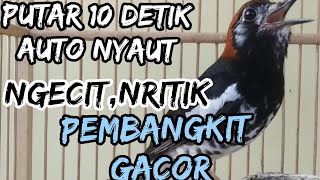 Download lagu terapi Anis kembang agar cepat bunyi || pancingan Anis kembang gacor mp3