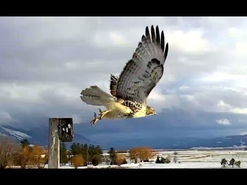Red Tailed Hawk at Charlo Osprey nest. 16.26 / 26 January 2018