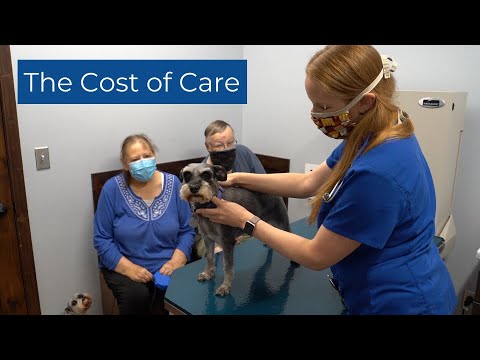Understanding Vet Prices