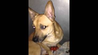 preview picture of video 'Leatherneck A Shelter Dog In Need'