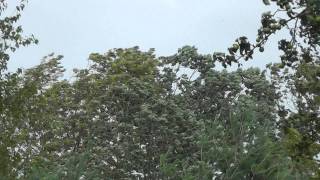 preview picture of video '8-28-2011 Hurricane Irene Winds in Trees in Samsonville, NY'