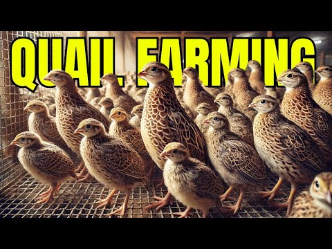 Quail Farming: A Beginner's Guide to Raising Quails for Eggs and Meat