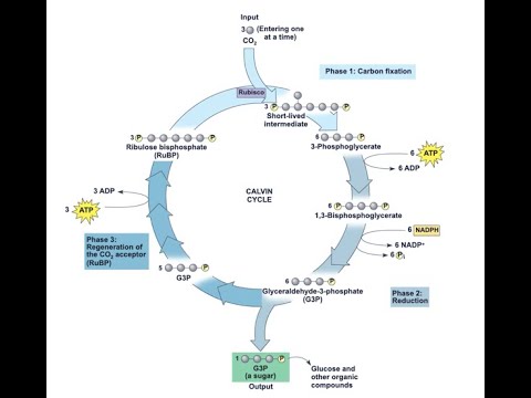 Light independent reactions of Photosynthesis - Calvin cycle