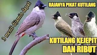 Download lagu suara pikat kutilang kejepit dan ribut paling jitu anti zonk @bobkicau mp3