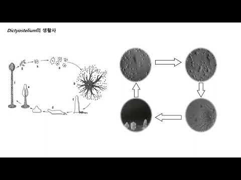 세포생물학 실험실 소개 대표이미지