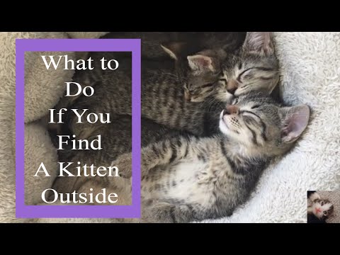 What to do if You Find a Kitten