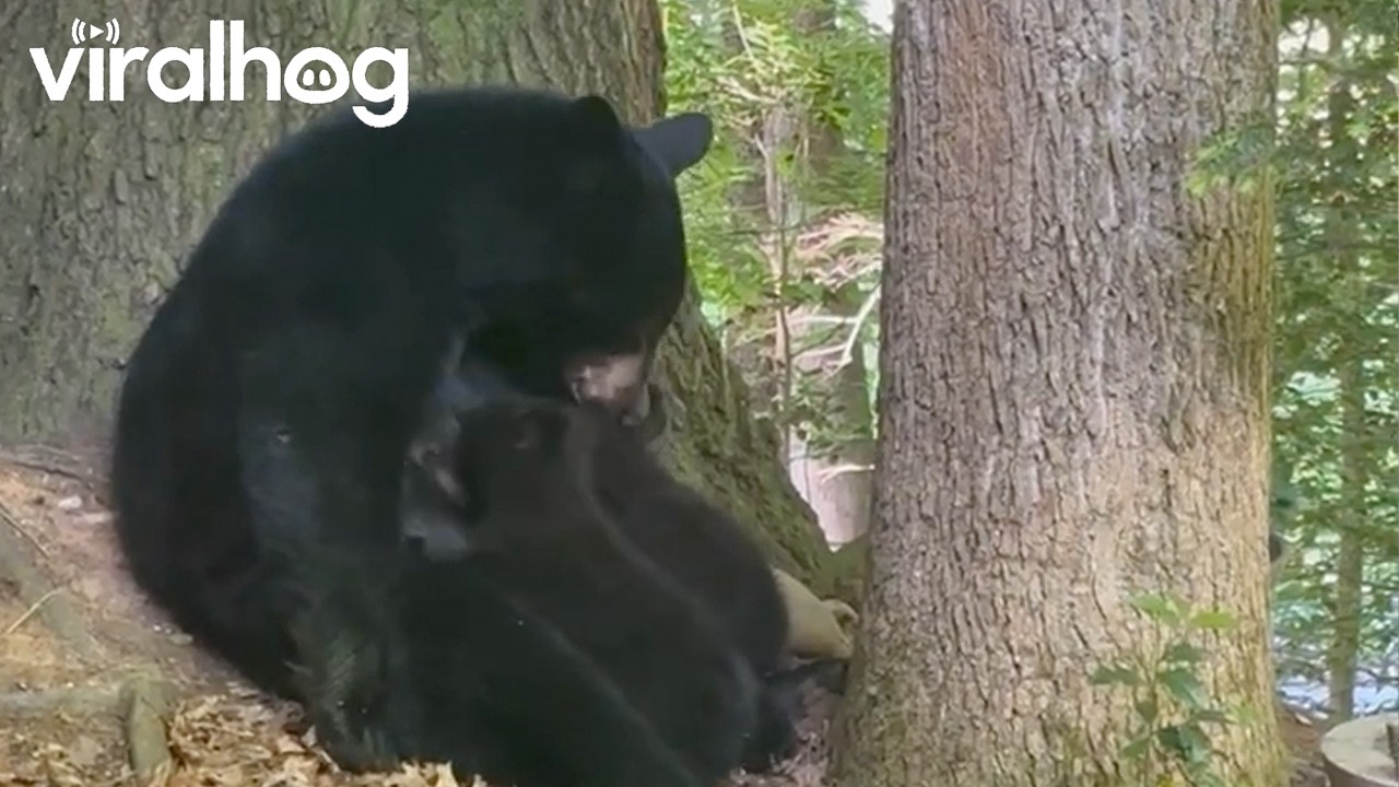 Mama Bear Cares for Her Two Cubs || ViralHog