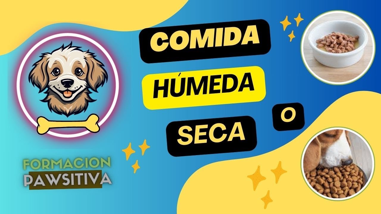 Croquetas vs. Comida Húmeda: ¿Cuál es Mejor para tu Perro? 🐾