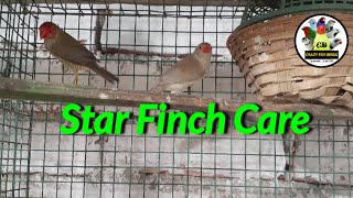 Star Finch&#39;s best care