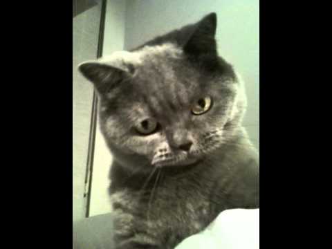 BYANE 2011 - Nino Blue