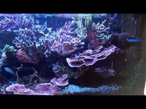 Akwarium morskie - reef tank 577l. mała przycinka. 4 lata 3 miesiące bez podmian.