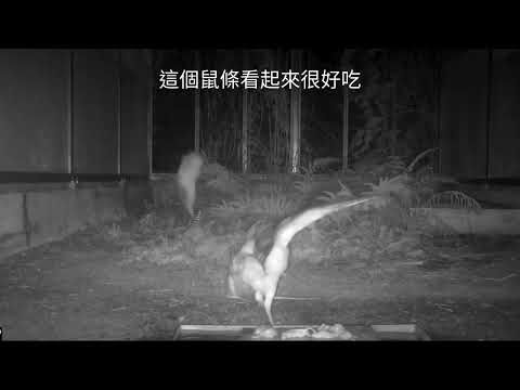 草鴞寶寶成長日記