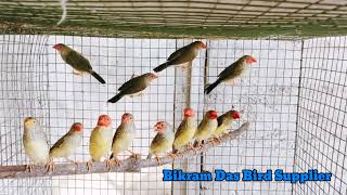 Star finches at Wholesale Price//Bird Seller Bikram//Kolkata
