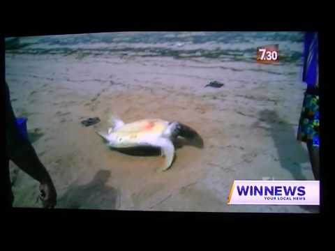 Bob Irwin hears of secret draft on Dugongs and turtles