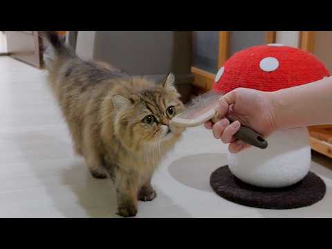 YouTube 썸네일