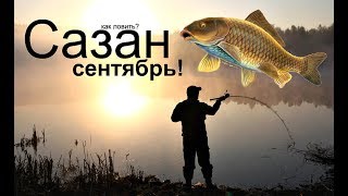 Наживка на сазана осенью в реке