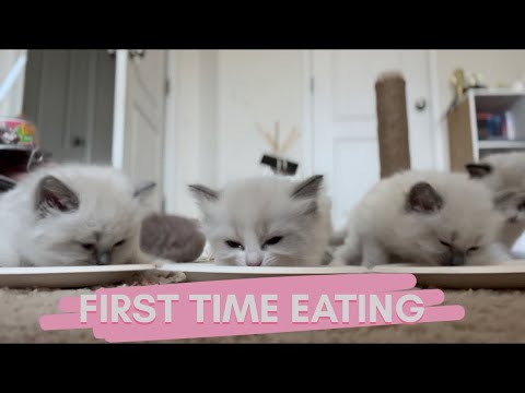 First Time Our Ragdoll Kittens Eat Solid Food at 6 Weeks Old