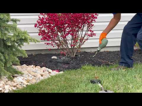 Huge Yellow Jacket Nest Found in the Mulch Bed in Montgomery, NJ