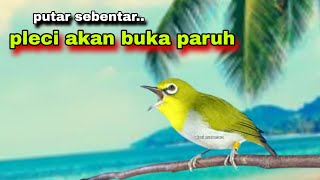 Download lagu Pleci Gacor Ngalas Manggil Lawan || Pleci Gacor Buka Paruh || Pleci Bustomi Gacor mp3 Download lagu Pleci Gacor Ngalas Manggil Lawan || Pleci Gacor Buka Paruh || Pleci Bustomi Gacor mp3