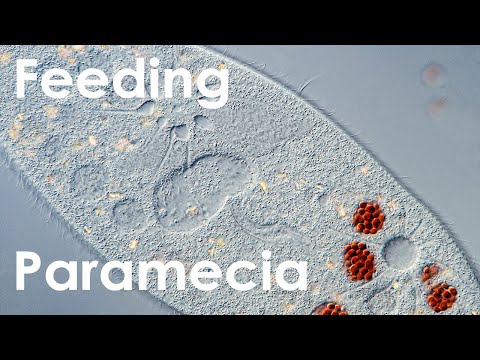 Feeding Paramecium with stained yeast