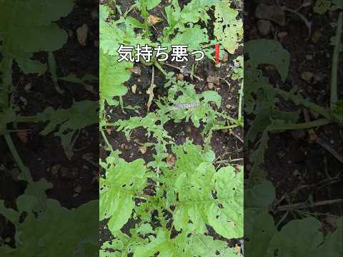 菜園や芝生に大きな白い虫が？それらを取り除き、植物を救う方法は次のとおりです。  庭園