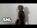 Wegman Film Saturday Night Live