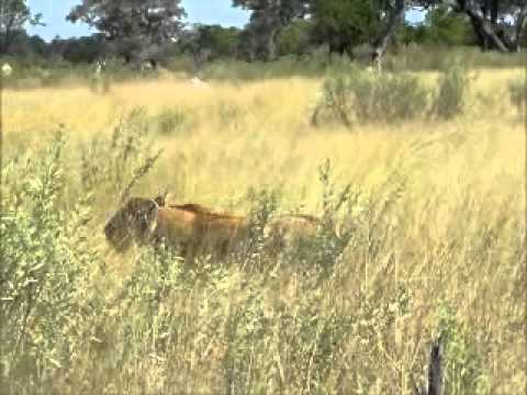 Nxabega - following the lioness from the termite mound.wmv