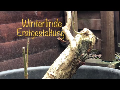 Yamadori Linde New Bonsai from wild/Bonsai oder Kleinholz 2023-10