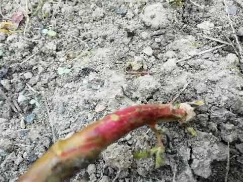 KUPINA - razmnožavanje - može i ovako #02/ 14.09.2018.