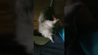 子猫　タマ