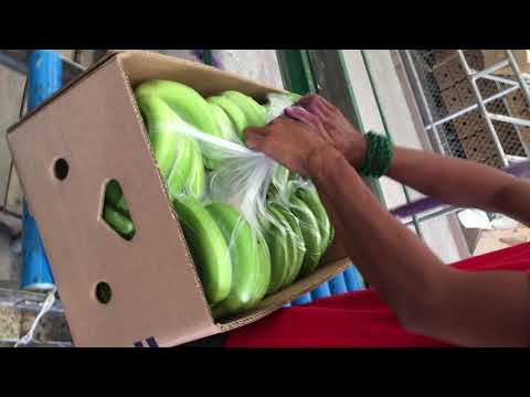 Banana Packing - 2