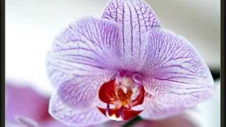 Frederic Chopin Nocturne No 2 Buddha Bar