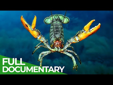 Lobsters Noble Knights of the Ocean