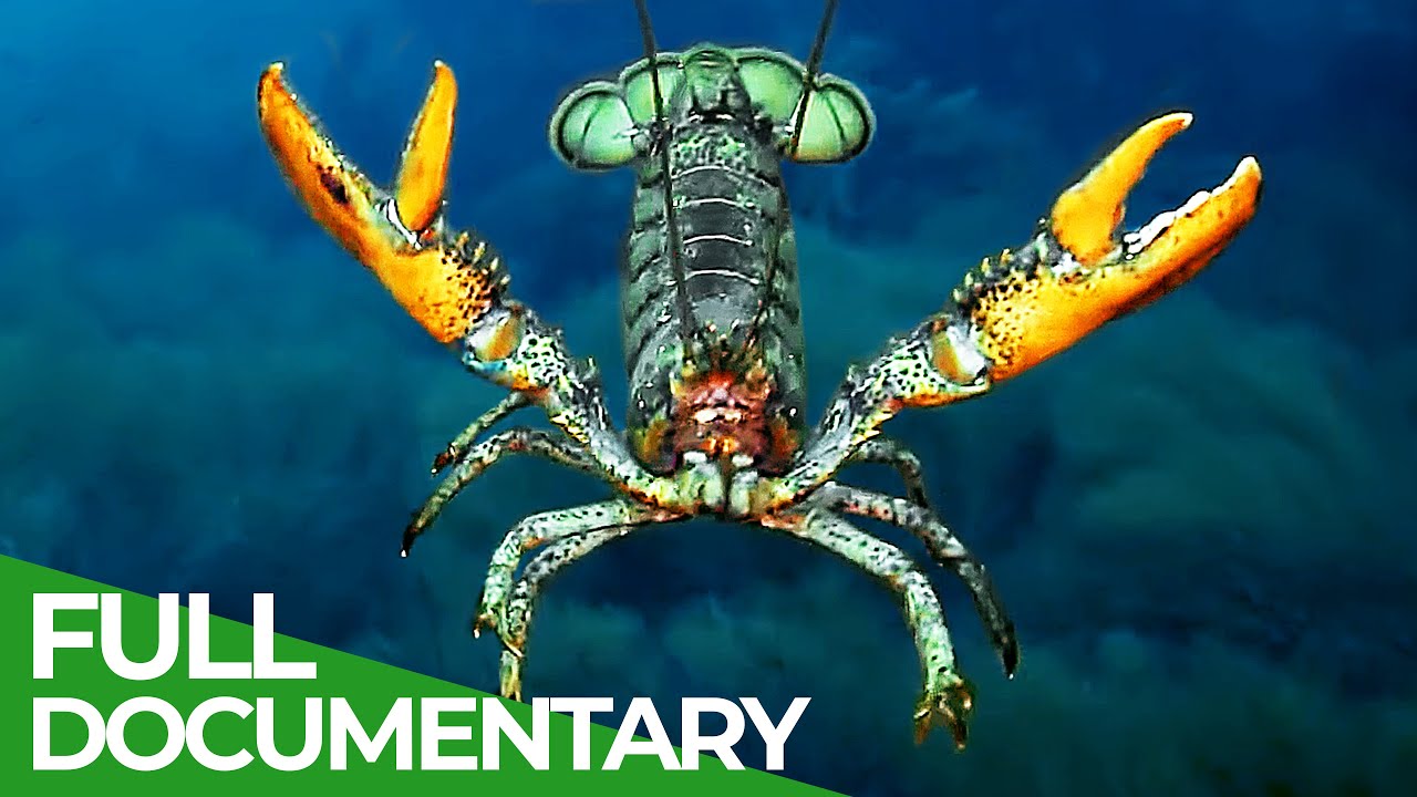 The 12 Best Documentaries About Lobsters
