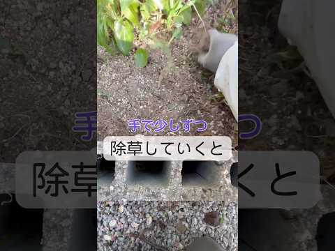 草取りに最適な時期はいつですか?また、雑草のない期間が十分に長く続くことが重要ですか?  庭園