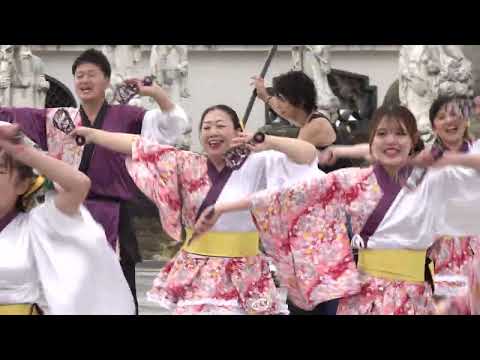 🌸Dori Sakura Festival da Primavera [Tarde] Jardim Chinês Yan Zhaoyuan 2023.02.23