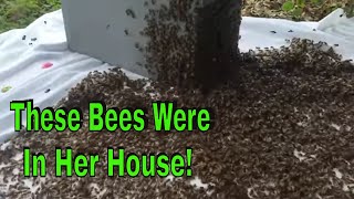 Forcing Honey Bees Out Of Her House JPthebeeman