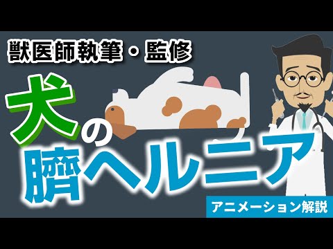 猫の臍ヘルニア - 症状と治療法